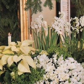 fwthumbCHRISTMAS NARCISSUS.jpg